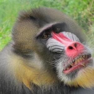 Meet your Posher, Mandy